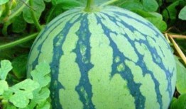 八卦吃瓜网红图片大全大图,大图解析网络红人风采